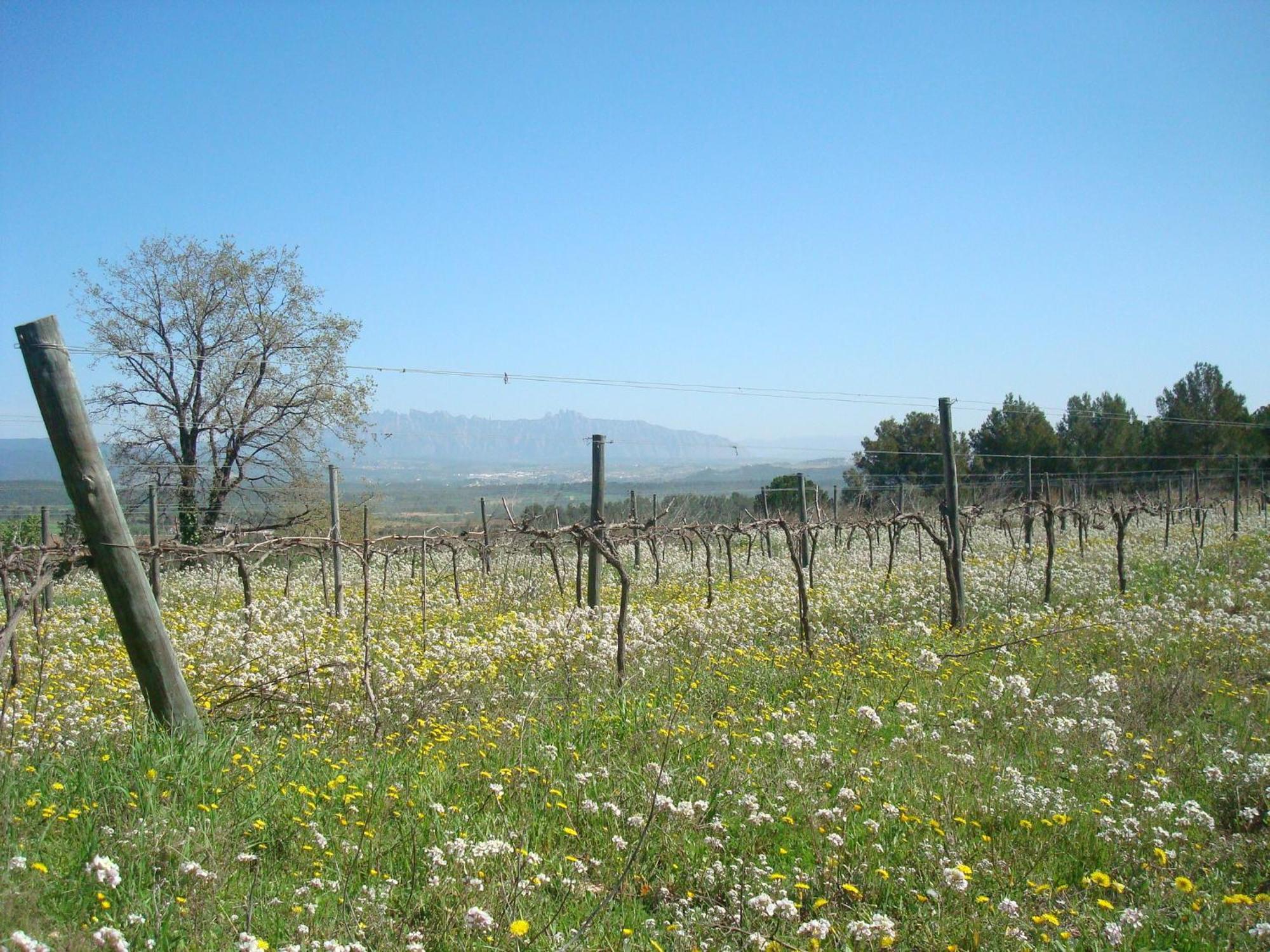 Comarquinal Bioresort Penedes San Quintín de Mediona Exteriör bild